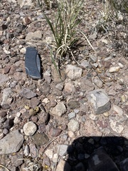 Dasyochloa pulchella