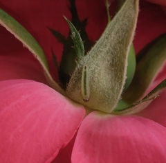 Cladius pectinicornis