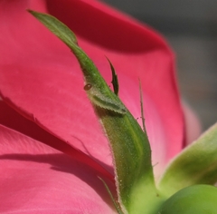 Cladius pectinicornis