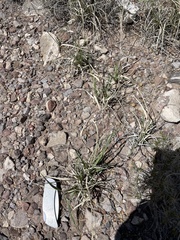 Dasyochloa pulchella