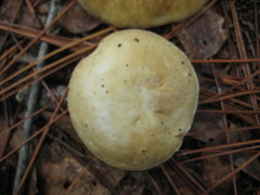 Xanthoconium stramineum