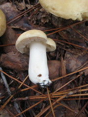 Xanthoconium stramineum