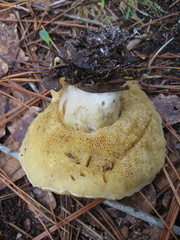 Xanthoconium stramineum