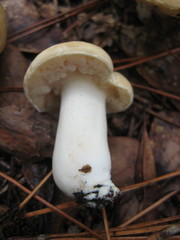 Xanthoconium stramineum