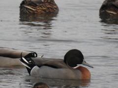 Anas platyrhynchos × acuta