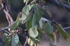 Struthanthus interruptus