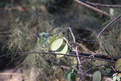 Struthanthus interruptus