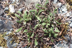 Phacelia leptosepala