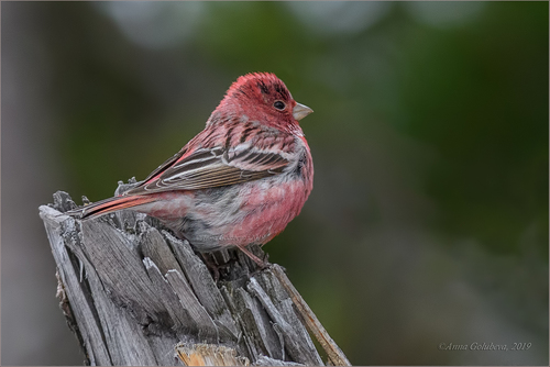 Pallas's Rosefinch