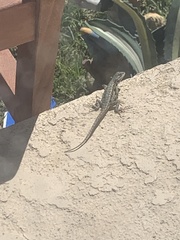 Sceloporus occidentalis longipes