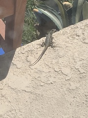 Sceloporus occidentalis longipes