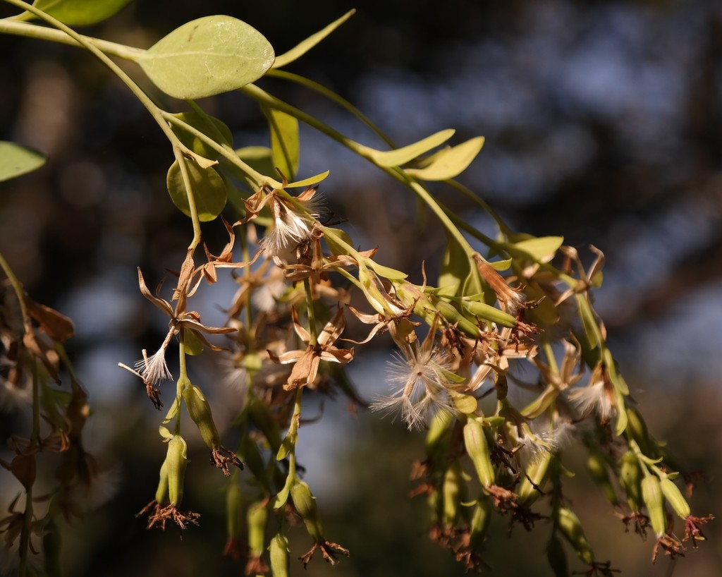 Chimanimani Fluffbush