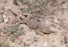 Phrynocephalus vlangalii