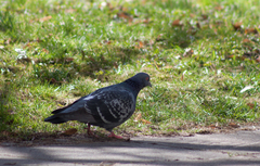 Columba livia domestica