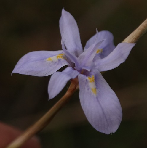 Moraea stricta image