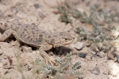 Phrynocephalus vlangalii