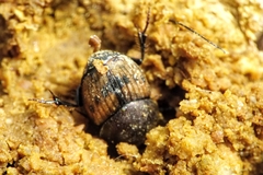 Onthophagus lemur