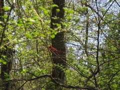 Cardinalis cardinalis cardinalis