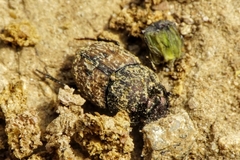 Onthophagus lemur