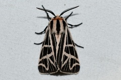 Apantesis phyllira