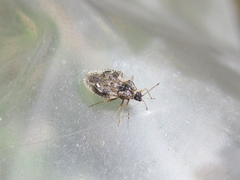 Dictyla nassata