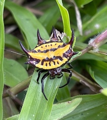 Gasteracantha curvispina