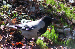 Corvus cornix