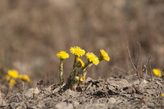 Tussilago farfara