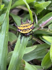 Gasteracantha curvispina