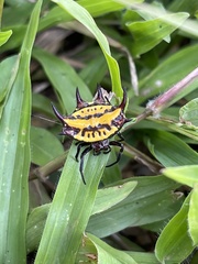 Gasteracantha curvispina