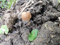 Conocybe coprophila