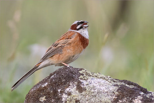 Meadow Bunting