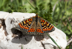 Euphydryas desfontainii