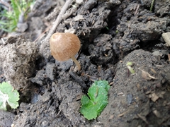 Conocybe coprophila