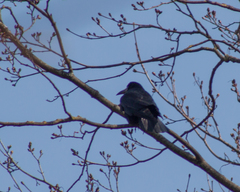 Corvus frugilegus