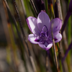 Thereianthus spicatus