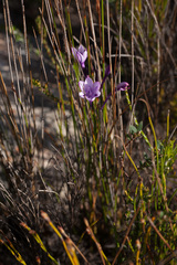 Thereianthus spicatus