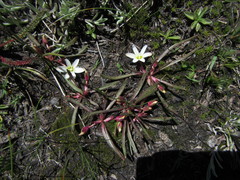 Lewisia triphylla