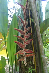 Heliconia danielsiana
