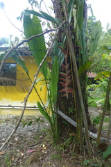 Heliconia danielsiana