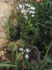 Allium trifoliatum