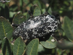 Capnodis cariosa