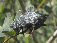 Capnodis cariosa