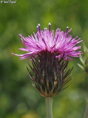 Carduus argentatus