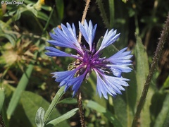 Centaurea cyanoides