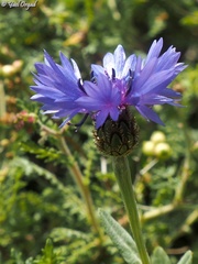 Centaurea cyanoides
