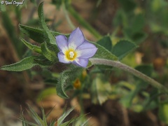 Convolvulus pentapetaloides