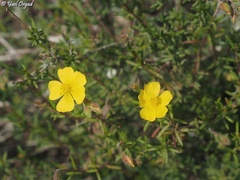 Fumana thymifolia