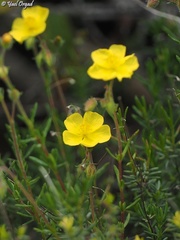 Fumana thymifolia