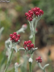 Helichrysum sanguineum
